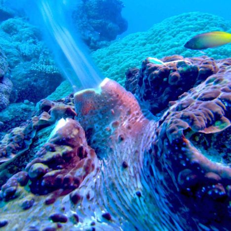 Australische Ferienträume: Budget-Hotelresorts am Great Barrier Reef